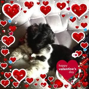 Meet your Posher, Helen